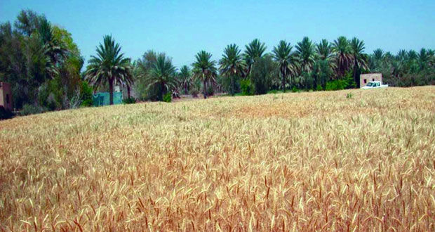 تطبيق أساليب التقنية الحيوية وإدخال أنظمة الري الحديثة يحقق نقلة نوعية في زراعة محصول القمح