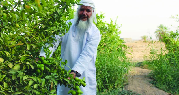 مواطن في عبري ينجح بإدخال تقنية الري الحديث وزراعة 44 فدانا من مختلف أصناف الفواكة والتمور