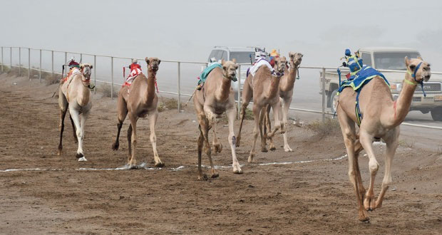 أحد عشر شوطاً مثيراً لسباقات الهجن على مضمار الوهرة ببركاء