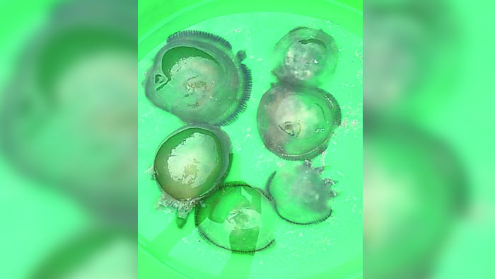  "الزراعة": قناديل البحر المنتشرة في الشواطئ غير سامة
