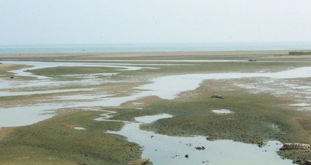 خور القريم بالمصنعة معلم سياحي واعد يضم العديد من الكائنات الحية ويستقطب الطيور المهاجرة