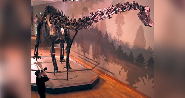 هيكل عظمي كامل لديناصور من نوع ديديودوكس 