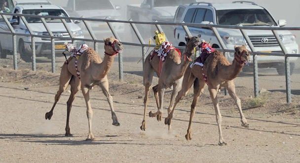تكريم الفائزين في مسابقة المزاينة والختام بالسباق التنافسي اليوم في فعاليات الهجن بمحافظة ظفار