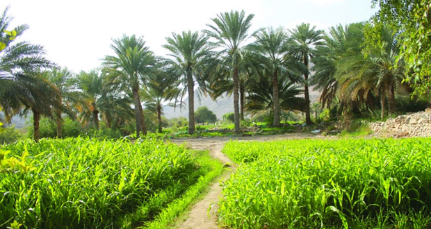 قرية الرحبة بنـزوى .. طبيعة جبلية ومناظر خلابة ـ وادي القرية تتنوع فيه الأشجار الوارفة والنباتات العطرية