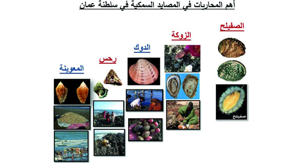  تصنيف 252 نوعا من المحاريات في بحار السلطنة