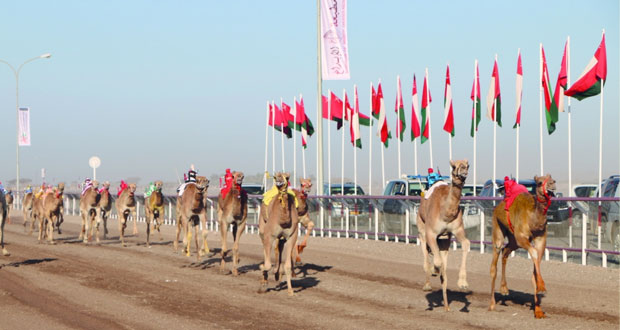  السبت المقبل .. انطلاق بطولة البشائر الأهلية الثالثة لسباقات الهجن بميدان البشائر