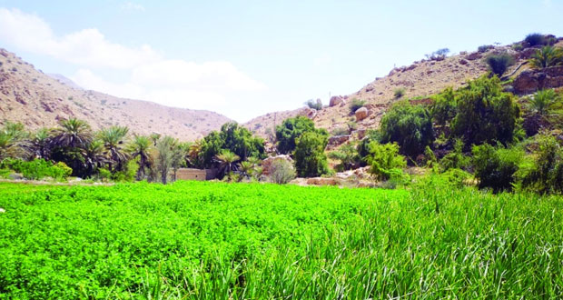 مشهد من منطقة "مزرع" بقرية "حلم" بوادي بني جابر بولاية صور