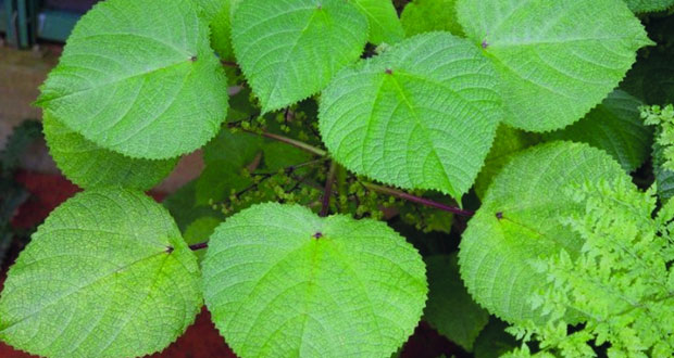 الكشف عن سر السم الشديد لشجرة جمبي الأسترالية