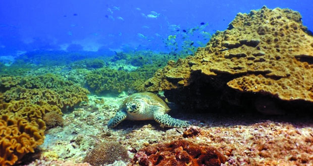 ثراء البيئة البحرية العمانية