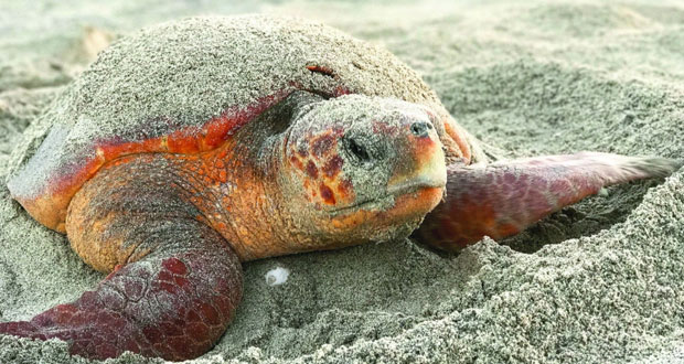 سلاحف الريماني في حاجة إلى حمايتها .. انخفاض أعدادها بجزيرة مصيرة بنسبة 79%