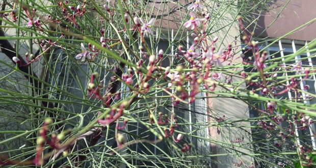 بدء موسم تزهير أشجار الشوع البري