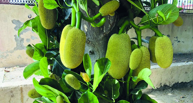 نجاح زراعة فاكهة الفَنَس الاستوائية بالسويق