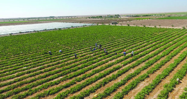 مزارع النجد سلة غذاء واعدة على مدار العام