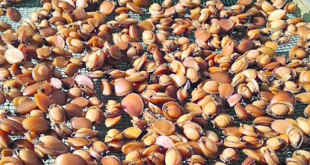 ظهور الصفيلح بجزيرة مصيرة بعد 40 عاماً من اختفائه