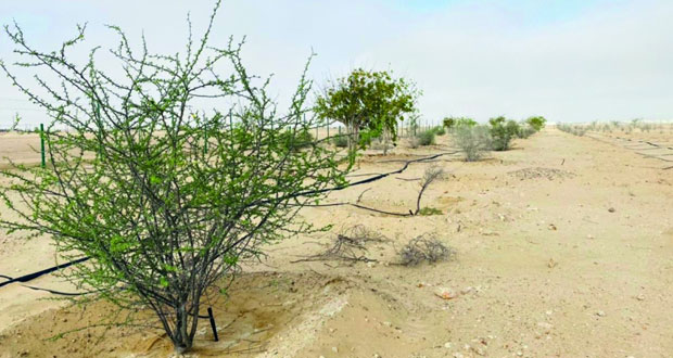 مشروع وطني بهيماء لمكافحة التصحر وزيادة الغطاء النباتي