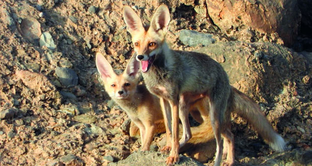 عدسة خليل الحرملي توثق الحياة الفطرية في جبال الرستاق