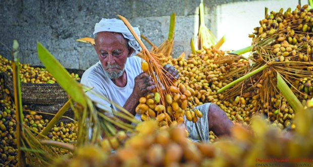 بدء موسم التبسيل بجعلان بني بوحسن مع توقعات بإنتاج وفير هذا العام