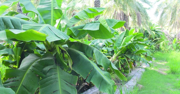 زراعة 371 شجرة موز بنيابة بركة الموز بنـزوى