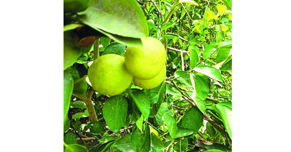 حصاد ثمار السفرجل بقرية &laquo;بعد&raquo; بالمضيبي