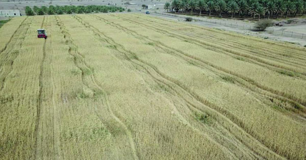 19% ارتفاعا فـي إنتاج القمح بالسلطنة خلال الموسم الزراعي 2020 / 2021