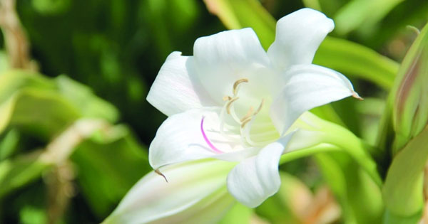 مع بدء موسم تفتحها .. حقول نخل تزدان بزهور السوسن