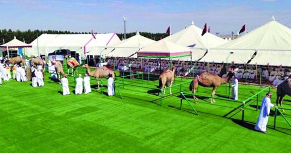 ديسمبر القادم انطلاق مهرجان نيابة حمراء الدروع لمزاينة الأبل