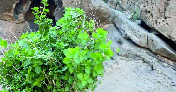 حصاد الزعتر بوادي السحتن