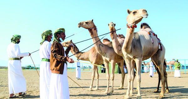 اليوم عشرة أشواط في مسابقة المزاينة بالفليج بولاية بركاء