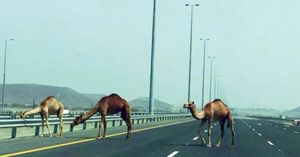 ظاهرة الجمال السائبة .. متى تختفي من الشوارع والطرقات العامة: