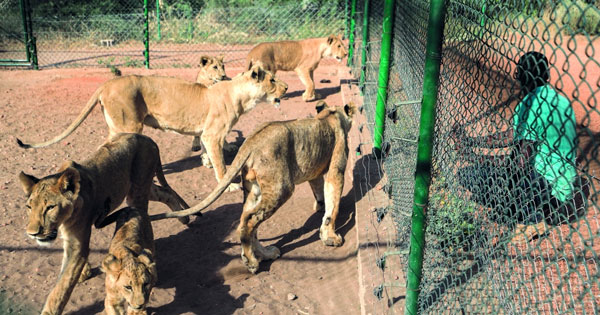 محمية &laquo;الباقير&raquo; تنقذ أسود السودان