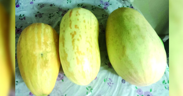 بدء حصاد البطيخ المحلي فـي نـزوى