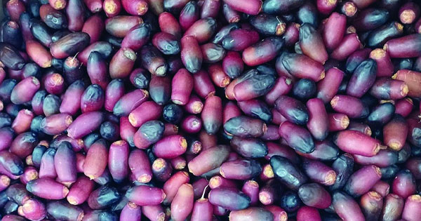 رطب نخلة قش بطاش أول تباشير القيظ في نزوى