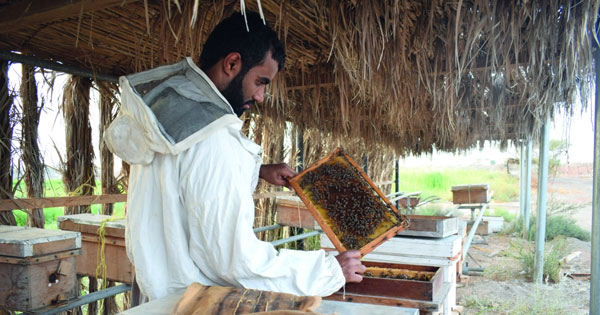 تزهير أشجار السمر يبشر بموسم إنتاج وفير من العسل بالظاهرة