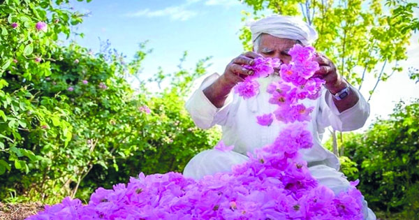 صناعة ماء الورد .. لوحة فنية تعبق بأريج الورود الزاهية