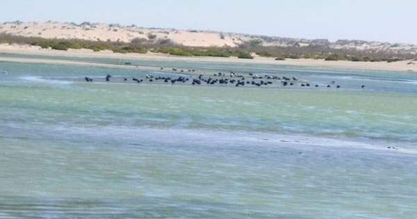 شاطئ السويح بجعلان بني بو علي بيئة جاذبة لطيور النورس المهاجرة