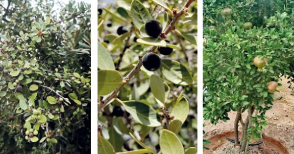 الجبل الأخضر.. تنوع زراعي وطقس معتدل