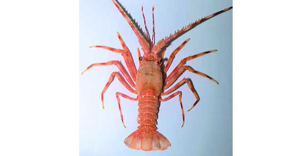 تسجيل الوجود الأول لشارخة &laquo;الأعماق اليابانية&raquo; بمرباط