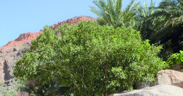 فوائد علاجية عديدة لشجرة اللثب