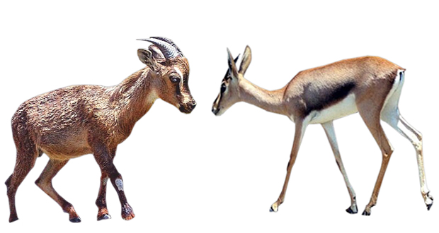 رصد حيوانات برية وأحياء فطرية نادرة بالظاهرة