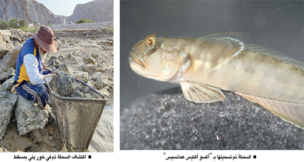 سلطنة عمان تسجل نوعا جديدا من أسماك الأراضي الرطبة