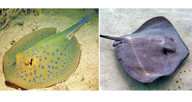 إدارة وتنمية مصائد أسماك &laquo;الطباق&raquo; فـي سواحل سلطنة عمان