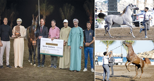 بطولة الرباطية الدولية لجمال الخيل العربية أبرزت سلطنة عمان منظما عالميا لهذه البطولات