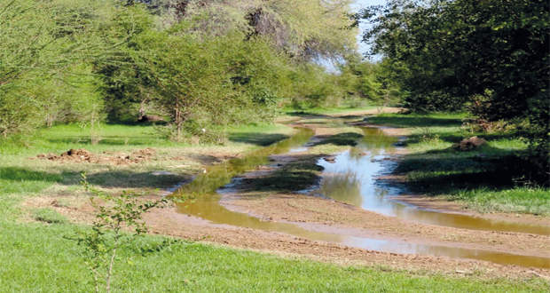 المروج الخضراء تكسو روابي الفليج