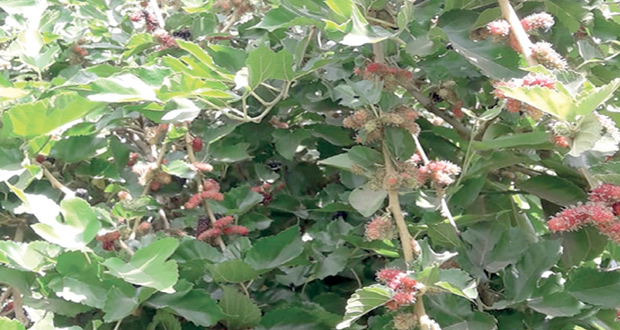 الفرصاد .. فاكهة لذيذة ذات قيمة غذائية عالية