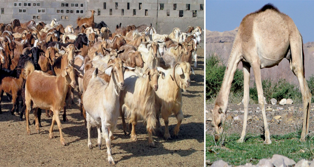 200 ألف رأس.. عدد الثروة الحيوانية فـي جنوب الباطنة