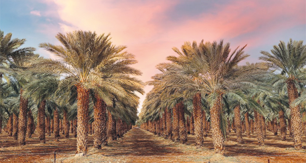 أكثر من 9 ملايين نخلة فـي سلطنة عمان واستخدام التقنيات الحديثة فـي الزراعة