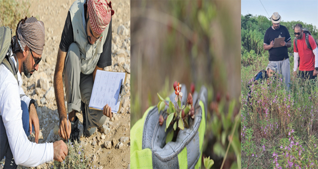 بدءا من اليوم ولغاية الأول من سبتمبر القادم التعليم العالي تواصل جمع وحفظ الموارد الوراثية النباتية المحلية ذات الأهمية الاجتماعية والاقتصادية في محافظة ظفار د. اليحيائي: جمع أكثر من 100 مدخل نباتي من النباتات الطبية ضمن 65 مهمة في أكثر من 29 ولاية