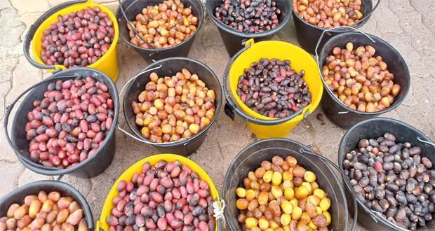 15 نوعا للرطب فـي أسواق الظاهرة والبريمي