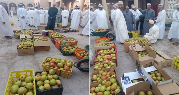 تراجع سعر رمان الجبل الأخضر بسوق نـزوى