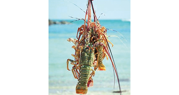 دراسة قياسات الشارخة فـي السواحل العمانية